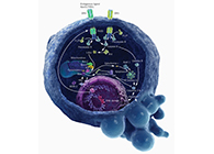 HQL制药、常州隆赛和上海HJC黄金城平台将共同研新型抗癌药物