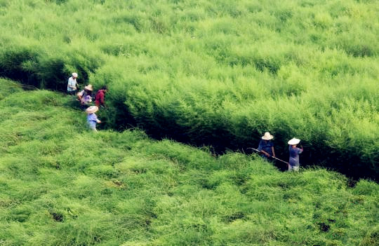 国内青蒿素产业现状：难觅国内药企身影