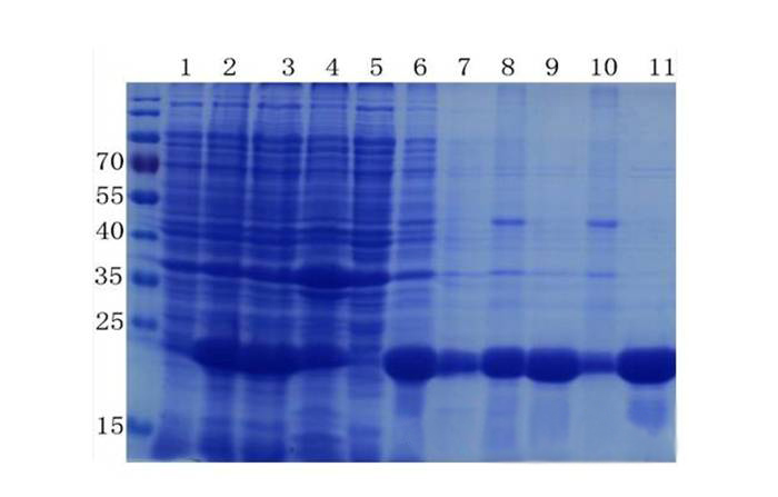 蛋白质提取与纯化技巧——HJC黄金城平台生物医药