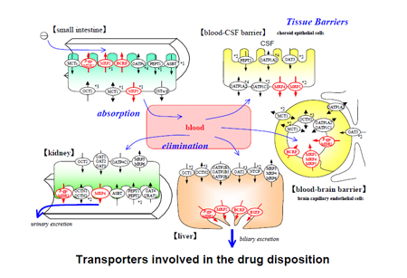 药物转运体在药物吸收、分布、代谢、排泄中的作用