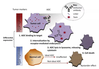 浅析：ADC药物的抗癌之路