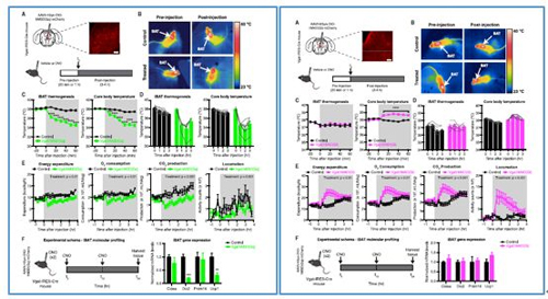 对神经元的激活会减少棕色脂肪产能，减少身体活动，从而抑制能量的消耗；相反，抑制神经元会提高能量的消耗。