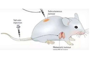 围观:临床前小鼠模型如何。