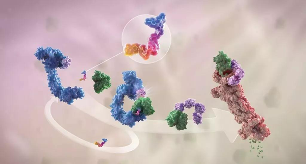 蛋白降解剂（多色）结合了1个靶蛋白（绿色）和1个E3泛素连接酶（蓝色），驱动基于蛋白酶体（橙色）的靶蛋白泛素化（紫色）和降解。