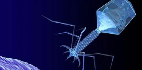 噬菌体疗法、溶瘤病毒，以及构建细胞表达载体的病毒转染因子等都体现出病毒对人类善良温和的一面