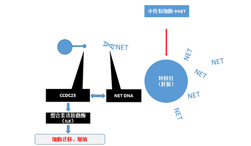 除了单纯的捕获，NET DNA与CCDC-25的结合还增强了癌细胞的侵袭行为，促进了癌症的肝转移。