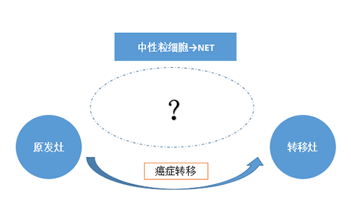 NET可能会通过某些方式“捕获”或“唤醒”癌细胞，从而造成癌细胞的迁移。
