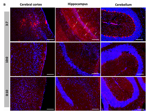 被包裹在含有NT-类脂质的LNP中的Cre重组酶成功转移。大脑中的转染神经元呈红色高亮。