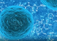 攻克三阴性乳腺癌，蜜蜂毒液竟是关键？