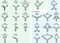 【云回顾】理论、法规、实践，三位一体讲解双抗的生物分析