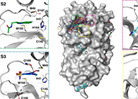 【Nature子刊】国际团队联合力量，加速基于COVID-19结构的药物设计！