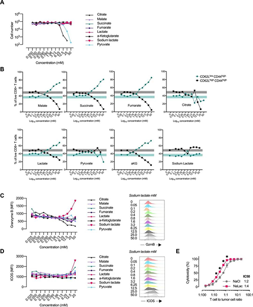 中央碳代谢物会改变CD8 + T细胞效应子的分布（来源：e Life）