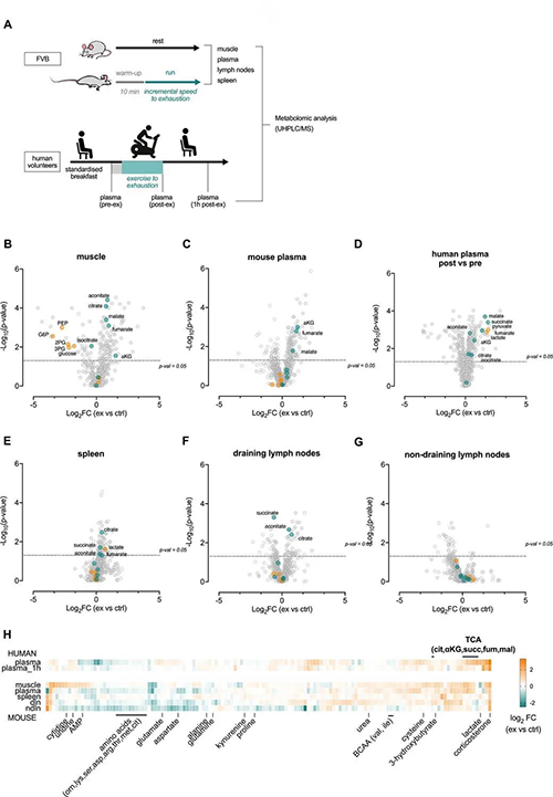 急性运动会改变血浆和淋巴器官的代谢状况 （来源：e Life）