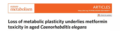 在线虫和人类原代细胞中，当在其寿命晚期提供二甲双胍时，二甲双胍会缩短寿命，这与二甲双胍在年轻生物体中的积极作用相反。