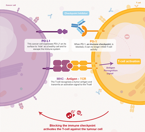饿了吗？饿一饿原来可以辅助PD-1抑制剂肿瘤免疫治疗 