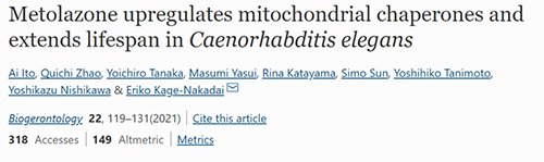 来自日本大阪市立大学的科学家搜索了现有药物的化学“文库”，他们发现一种名为美托拉宗的抗高血压药可延长秀丽隐杆线虫的寿命，标志着抗衰老药物开发的第一步