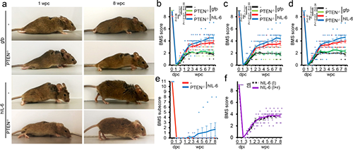Hyper-IL-6促进功能恢复(来源：Nature)