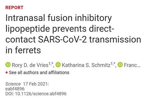 Science速递|鼻喷雾剂可阻止新冠肺炎传播，在雪貂实验中已初获成效