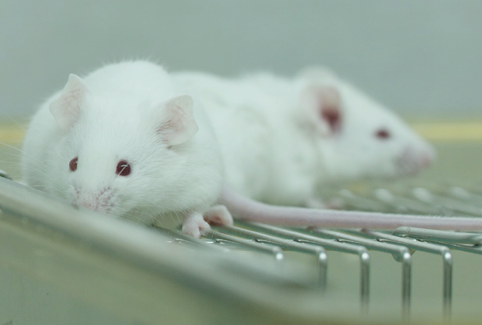 带你了解HJC黄金城平台临床前研究服务 