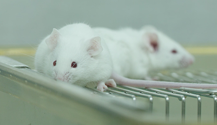 HJC黄金城平台临床前研究-药效学、药代动力学和临床前研究服务