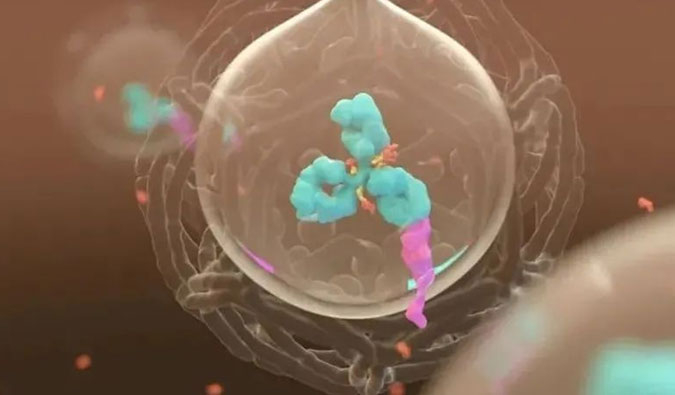 美研 | ADC，为靶向给药而精准深耕