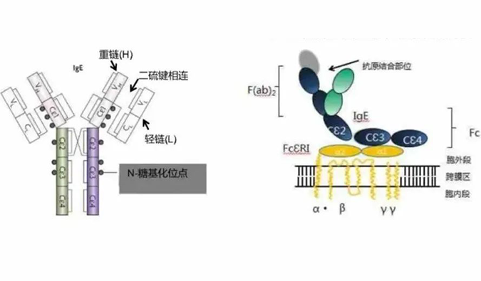 HJC黄金城平台助力 | 济民可信lgE抗体药物JYB1904获批临床