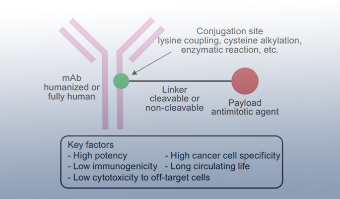 ADC药物：迎接市场热潮，攻破研发壁垒
