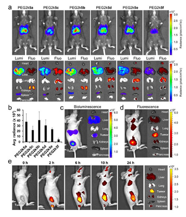 递送和NIR影像，Luc mRNA; Ⅳ and intra-tumoral.jpg
