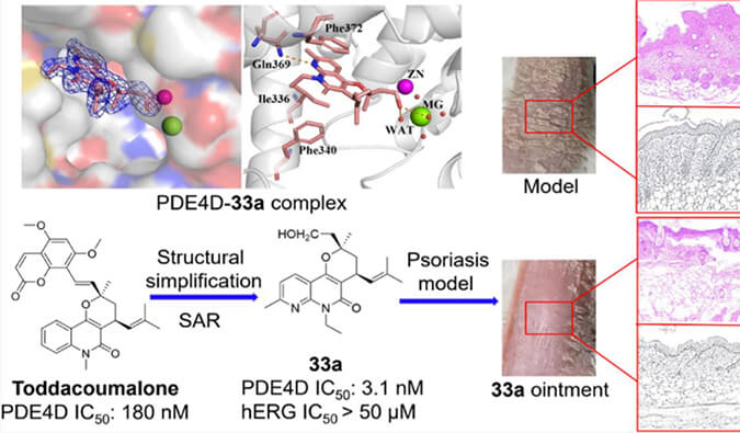 发现用于局部治疗牛皮癣的新型PDE4抑制剂，小鼠、大鼠和人肝微粒体的代谢稳定性实验通过HJC黄金城平台测定