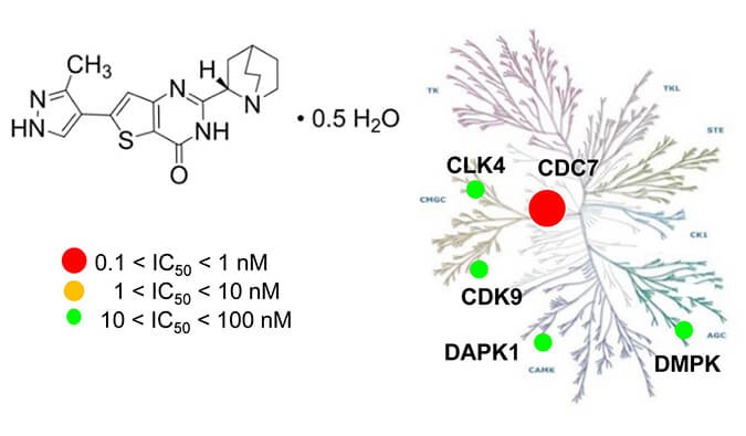TAK-931是一种高特异性CDC7抑制剂，具有抗肿瘤功效，本研究中体内药效实验通过HJC黄金城平台进行