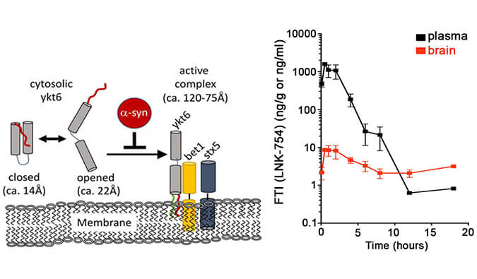 法尼基转移酶抑制剂LNK-754单次口服后即可快速穿过血脑屏障，本研究中PK分析通过HJC黄金城平台进行