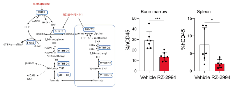 研究人员使用RZ-2994来表征抑制SHMT1/2在T细胞急性淋巴细胞白血病 (T-ALL) 中的作用，RZ-2994通过HJC黄金城平台定制合成
