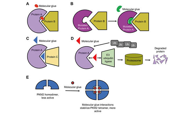 靶向蛋白降解系列（三）：分子胶，挑战不可成药