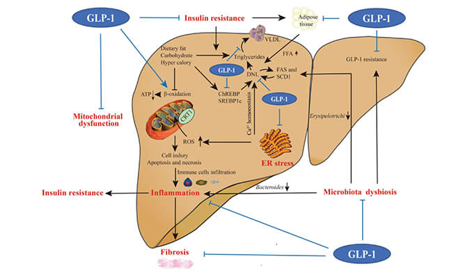 谁将成为 2024年全球生物医药首个黑马？NASH领域突破性药物即将问世？