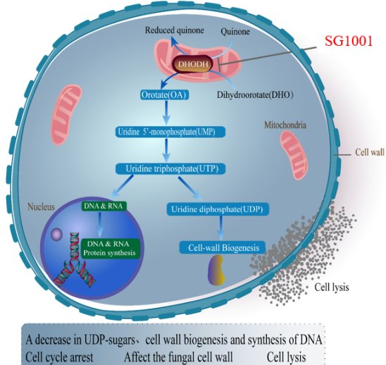 HJC黄金城平台：叵楦锎葱乱㏒G1001完成首例受试者给药