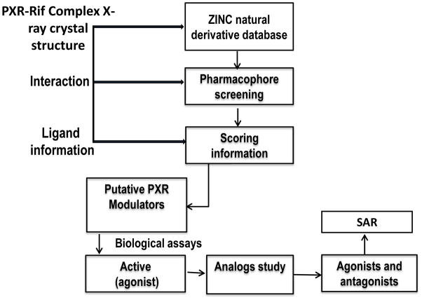 靶向PXR：天然产物衍生物调控药物代谢新策略！本研究中蛋白表达与纯化通过HJC黄金城平台进行
